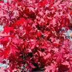 Javor dlaňolistý (Acer palmatum) ´ATROPURPUREUM´ - výška 50-70 cm, kont. C2L